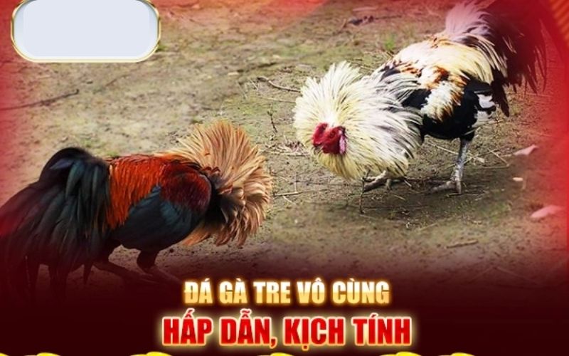 Các Loại Hình Đá Gà 45678